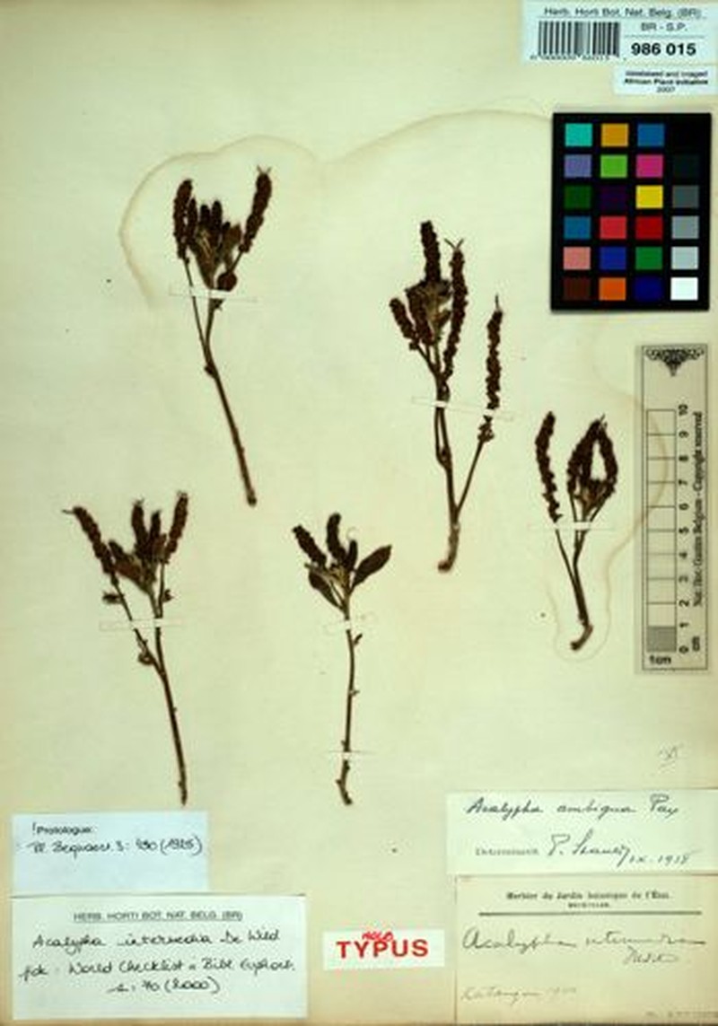 Acalypha intermedia