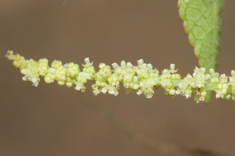 Acalypha isaloensis
