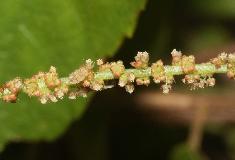 Acalypha isaloensis photo 2
