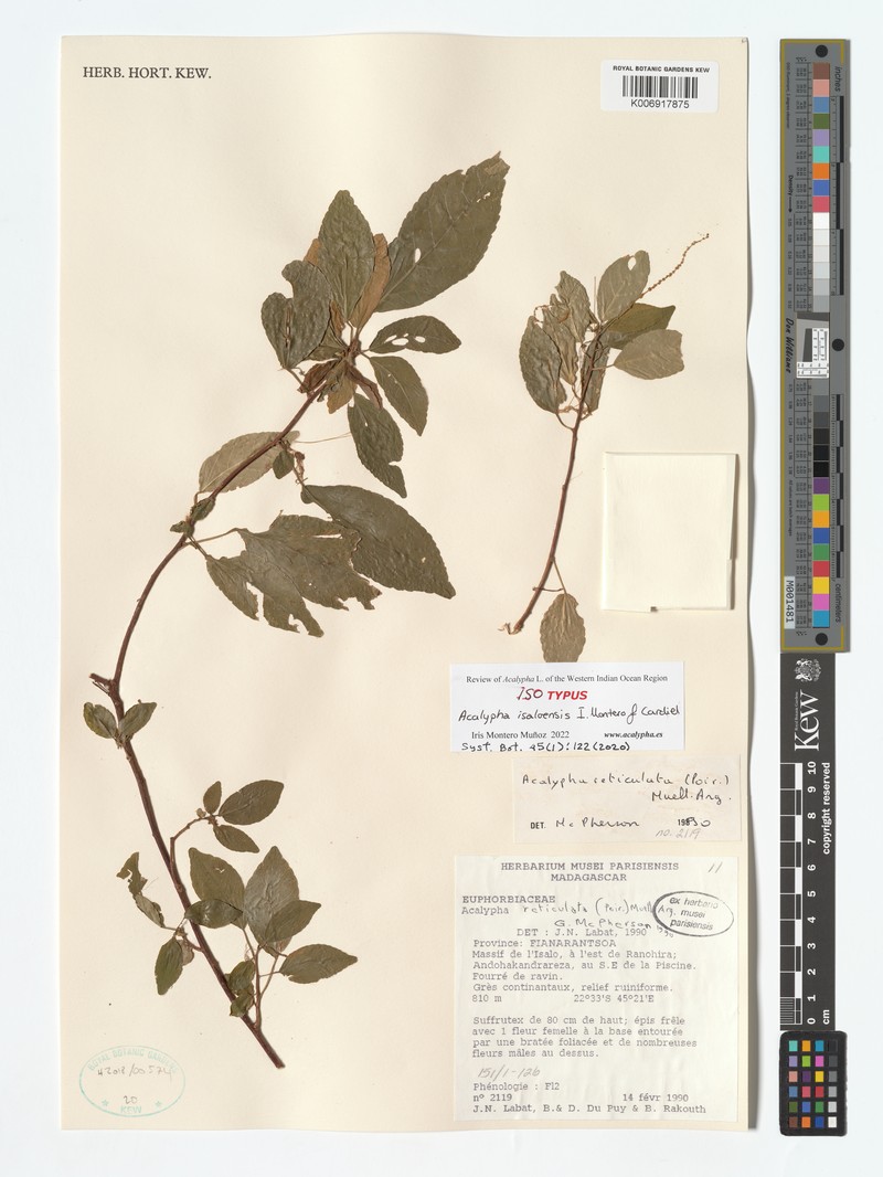 Acalypha isaloensis photo 3