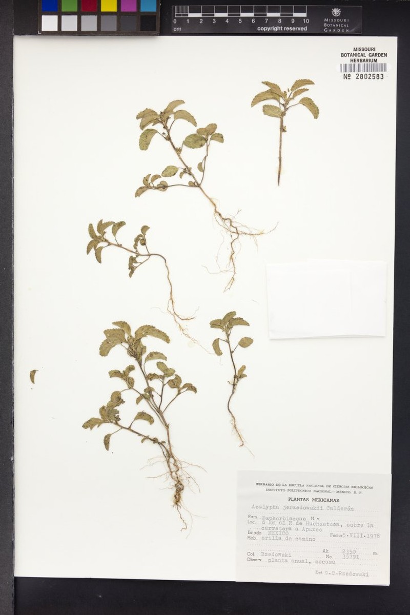 Acalypha jerzedowskii