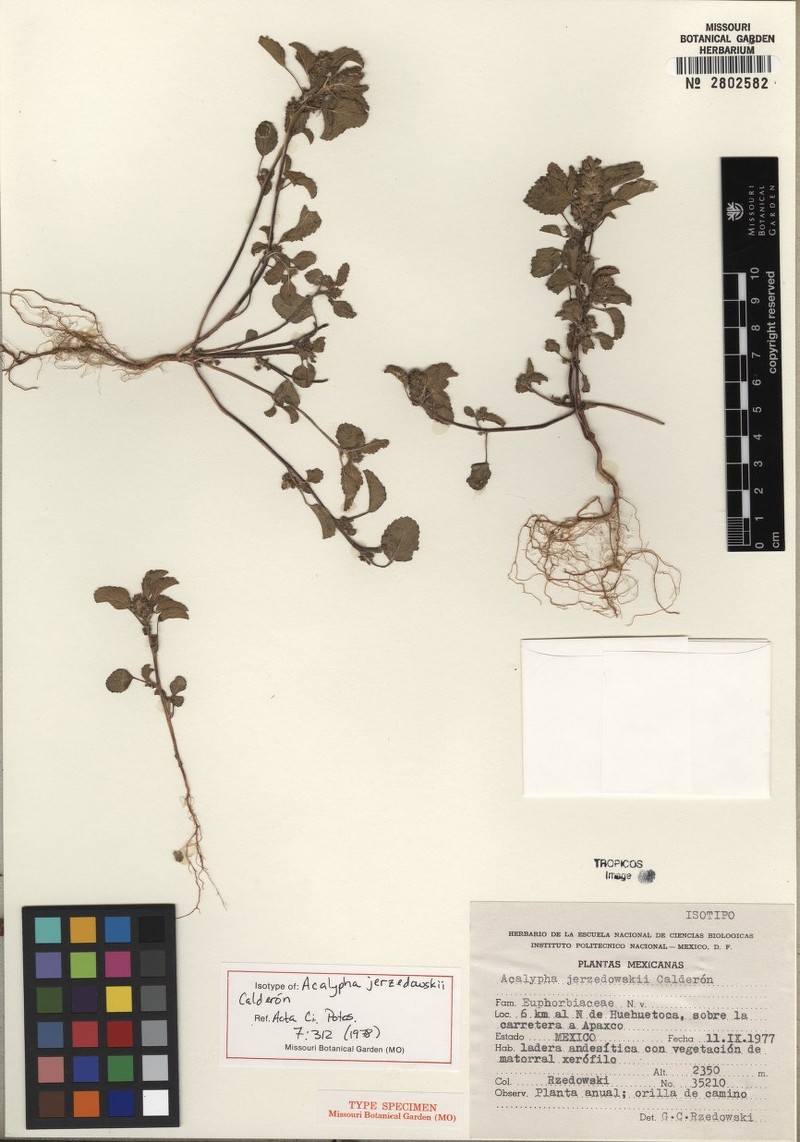 Acalypha jerzedowskii photo 2