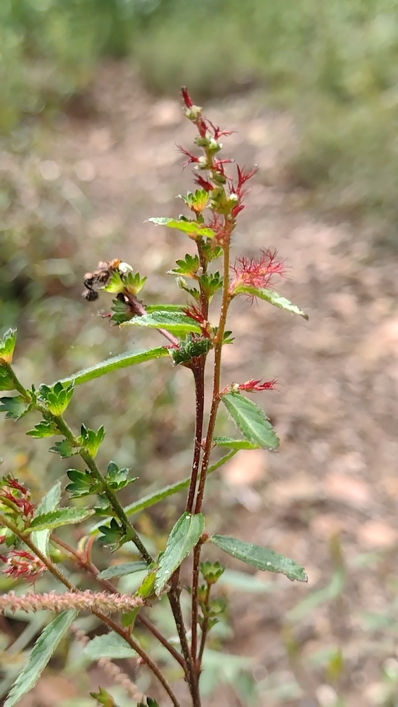 Acalypha katharinae
