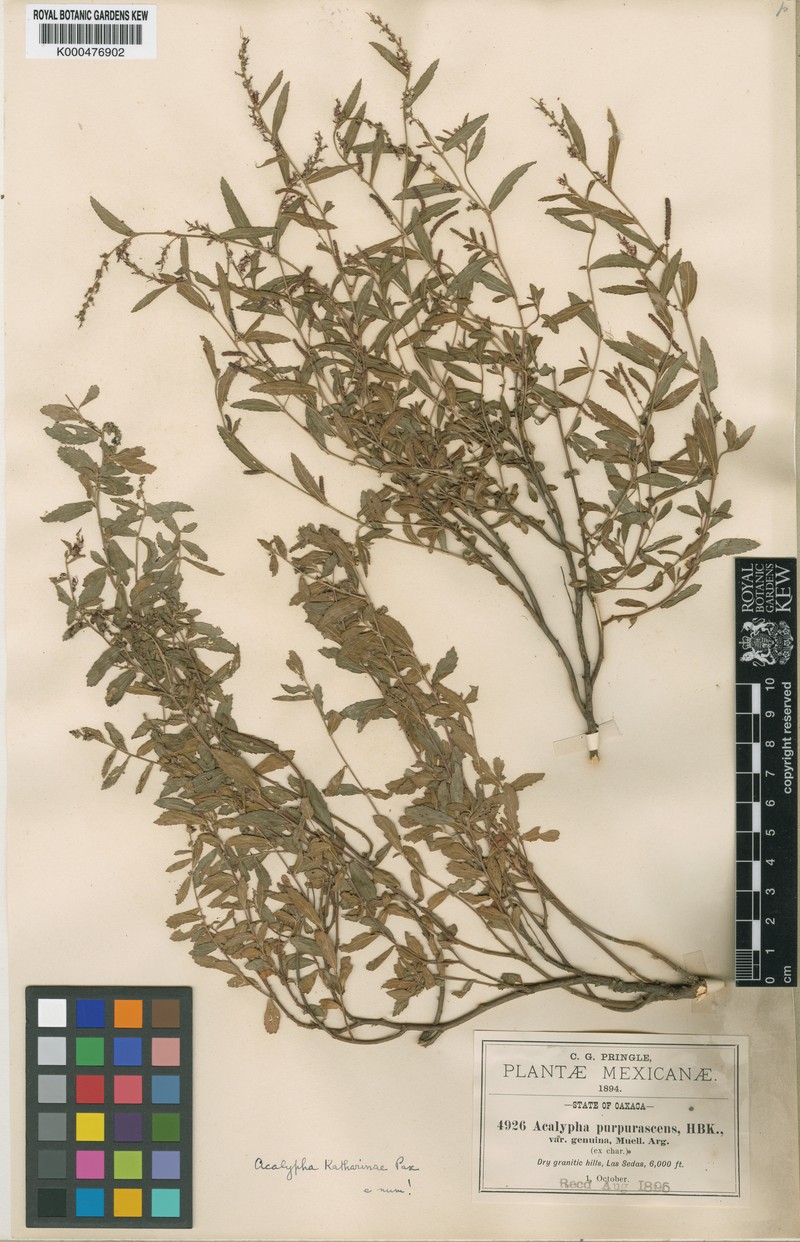 Acalypha katharinae photo 2