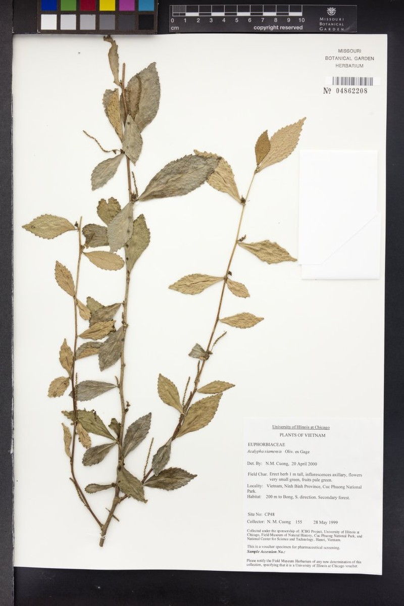 Acalypha kerrii