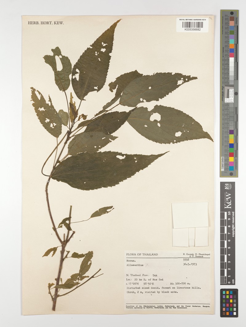 Acalypha kerrii photo 2