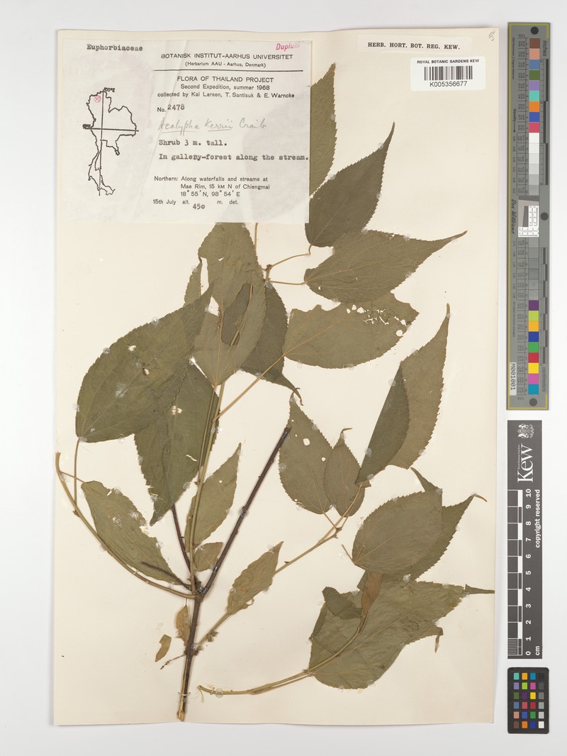 Acalypha kerrii photo 4