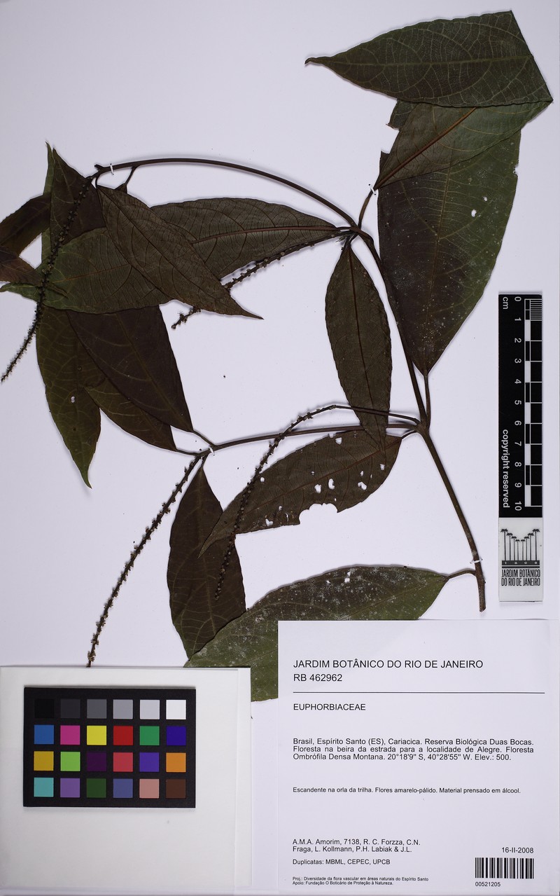 Acalypha klotzschii