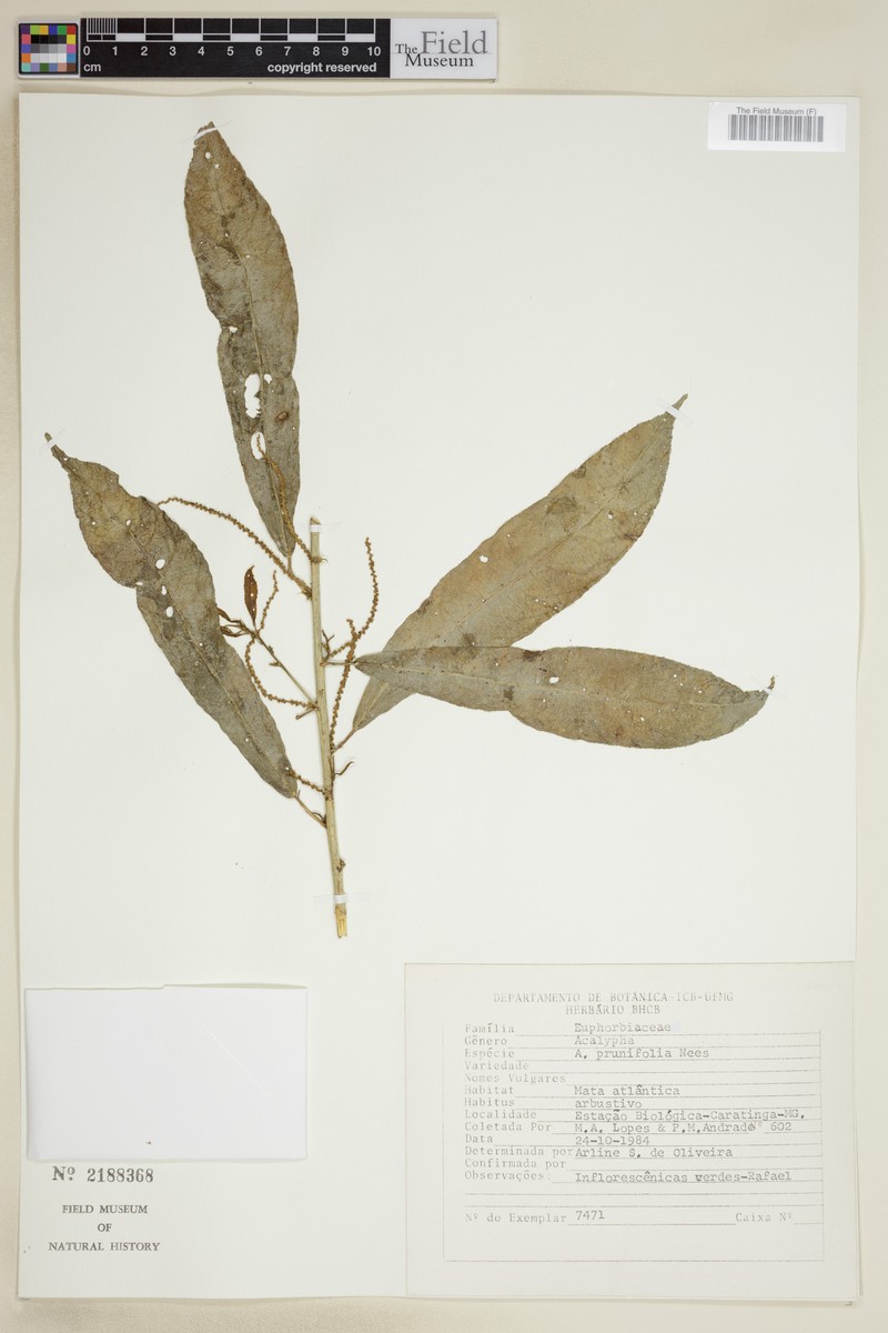 Acalypha klotzschii photo 2