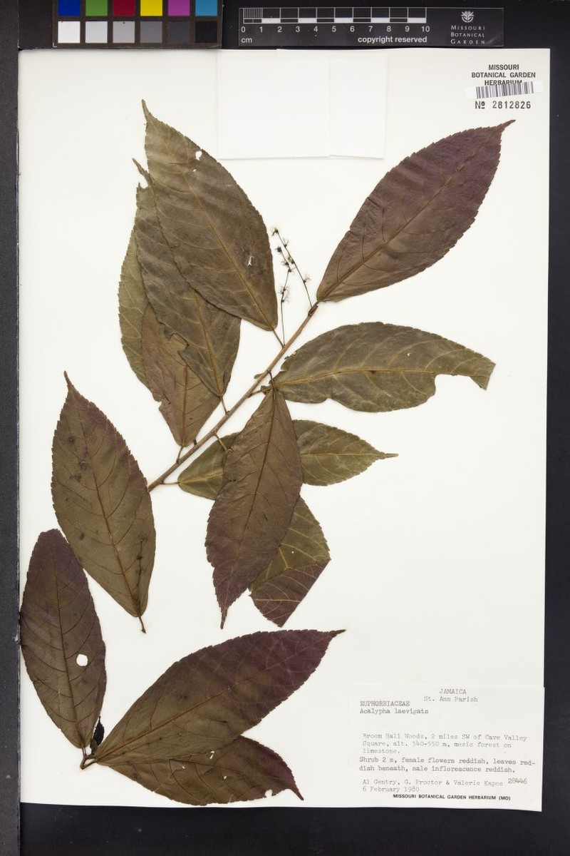 Acalypha laevigata