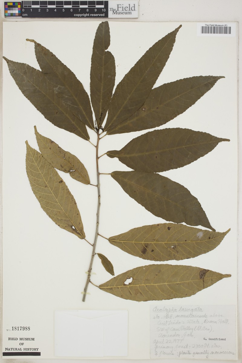 Acalypha laevigata photo 2