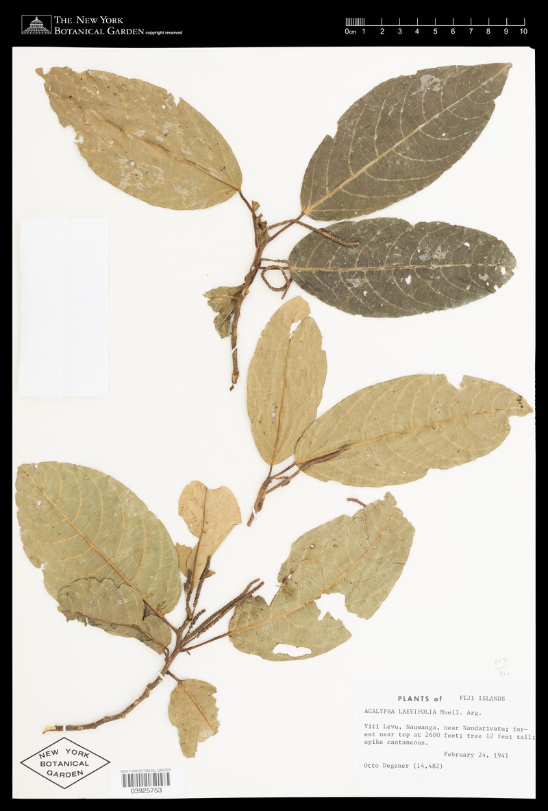 Acalypha laevigata photo 3