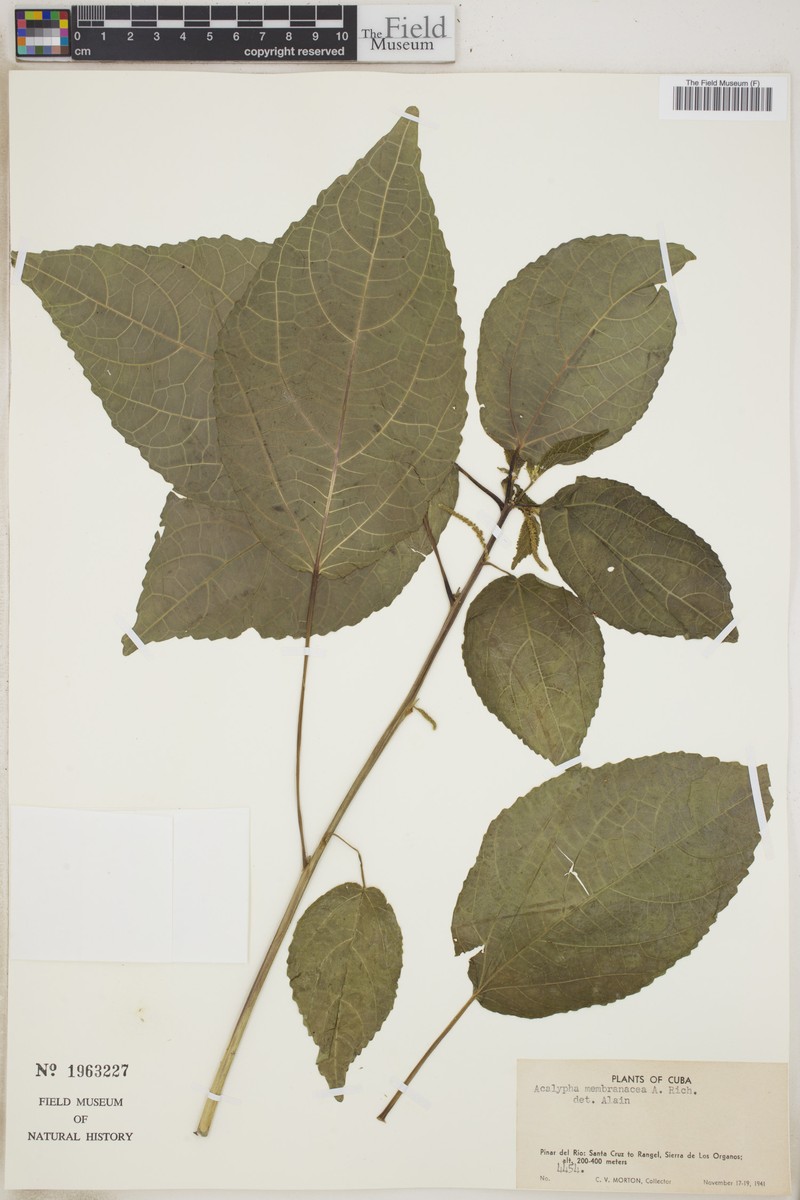Acalypha laevigata photo 4