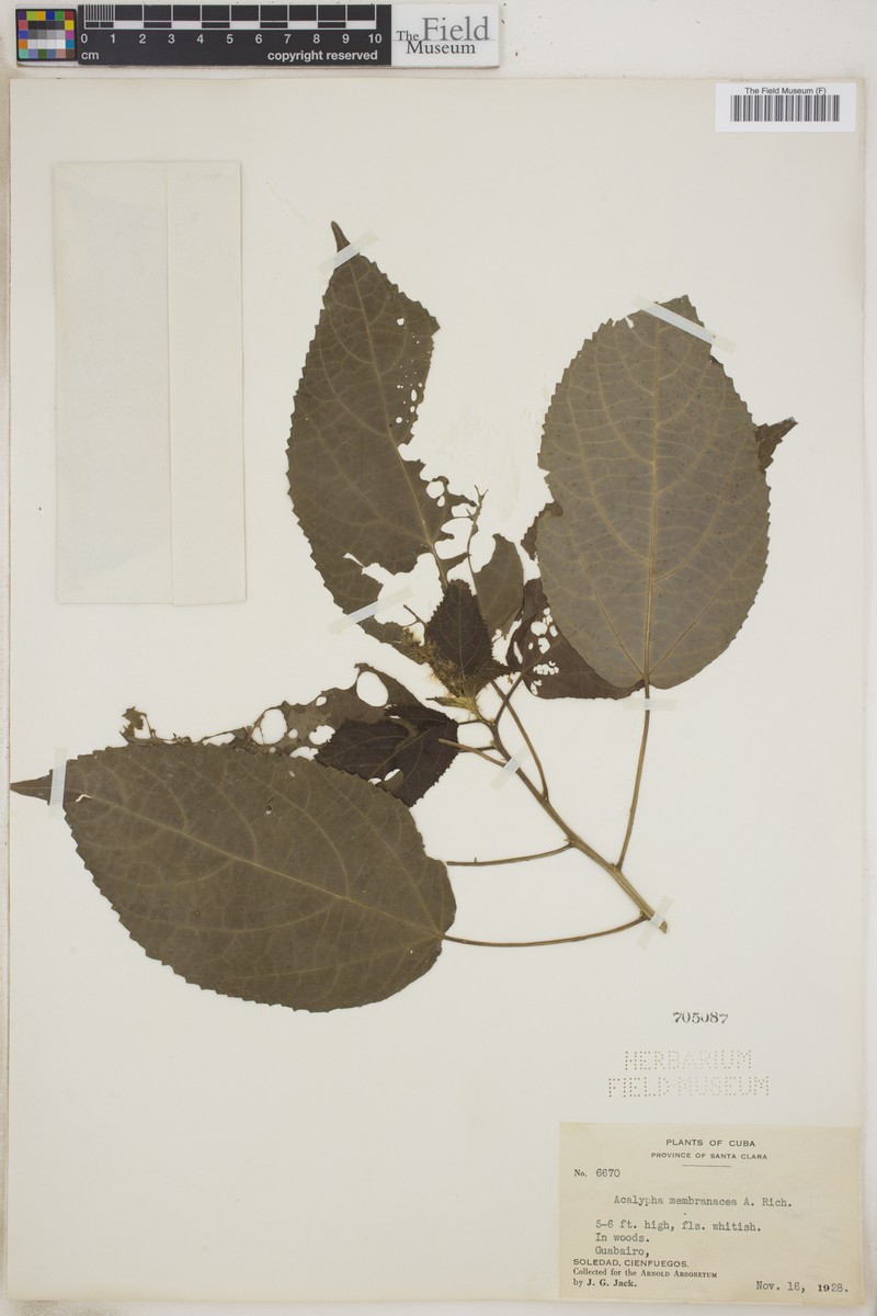 Acalypha laevigata photo 5