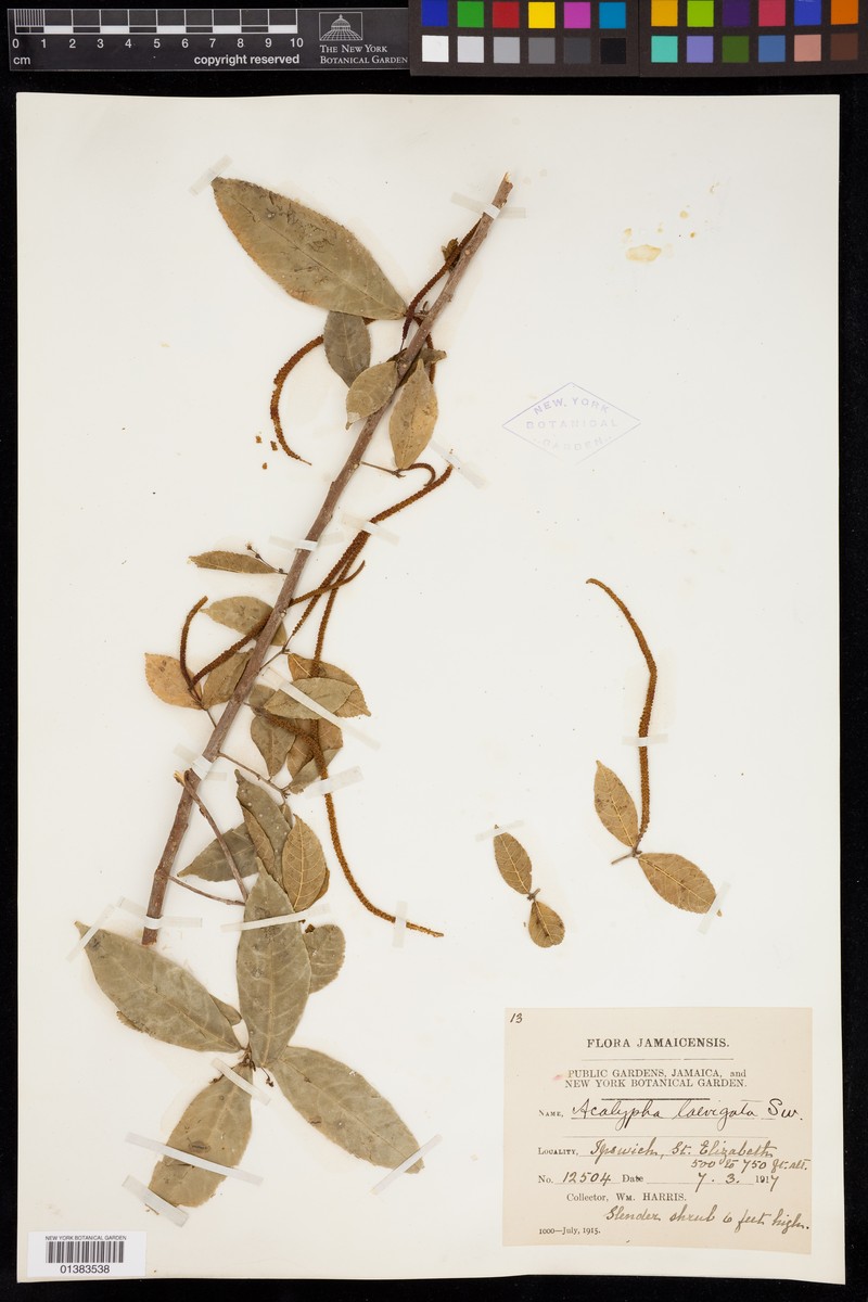 Acalypha laevigata photo 6