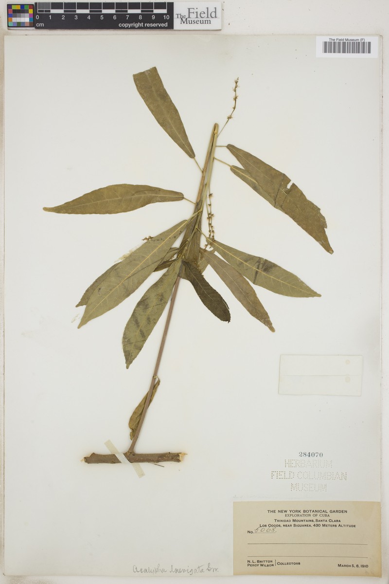 Acalypha laevigata photo 8