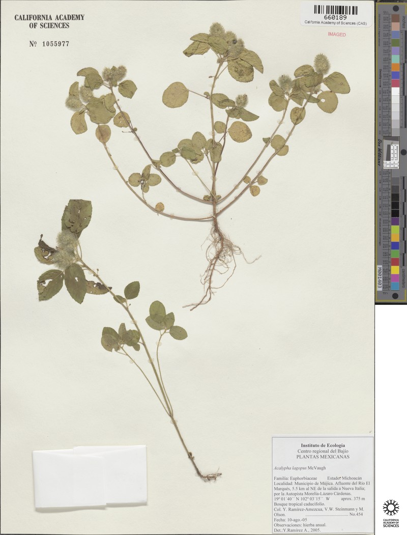 Acalypha lagopus