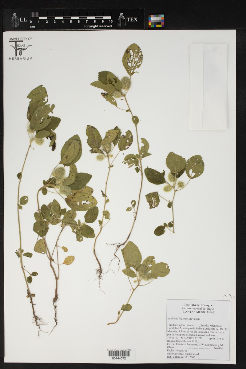 Acalypha lagopus photo 2