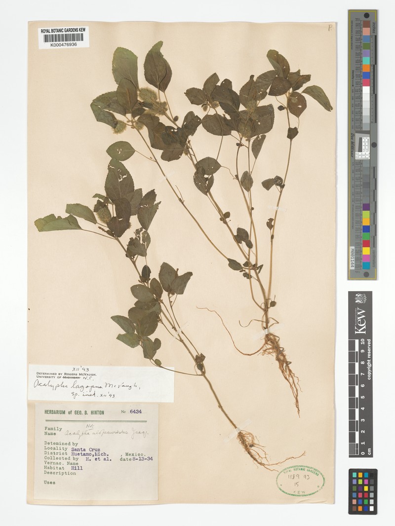 Acalypha lagopus photo 3