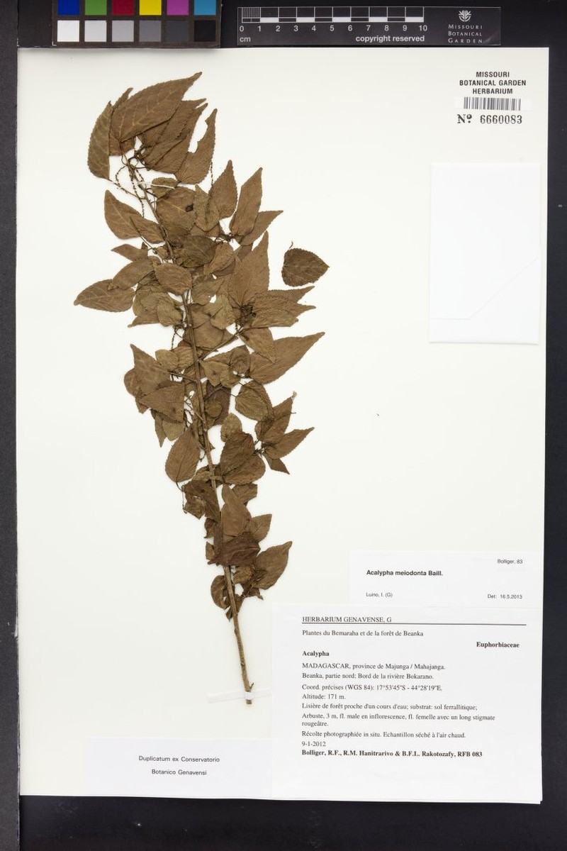Acalypha lamiana photo 2