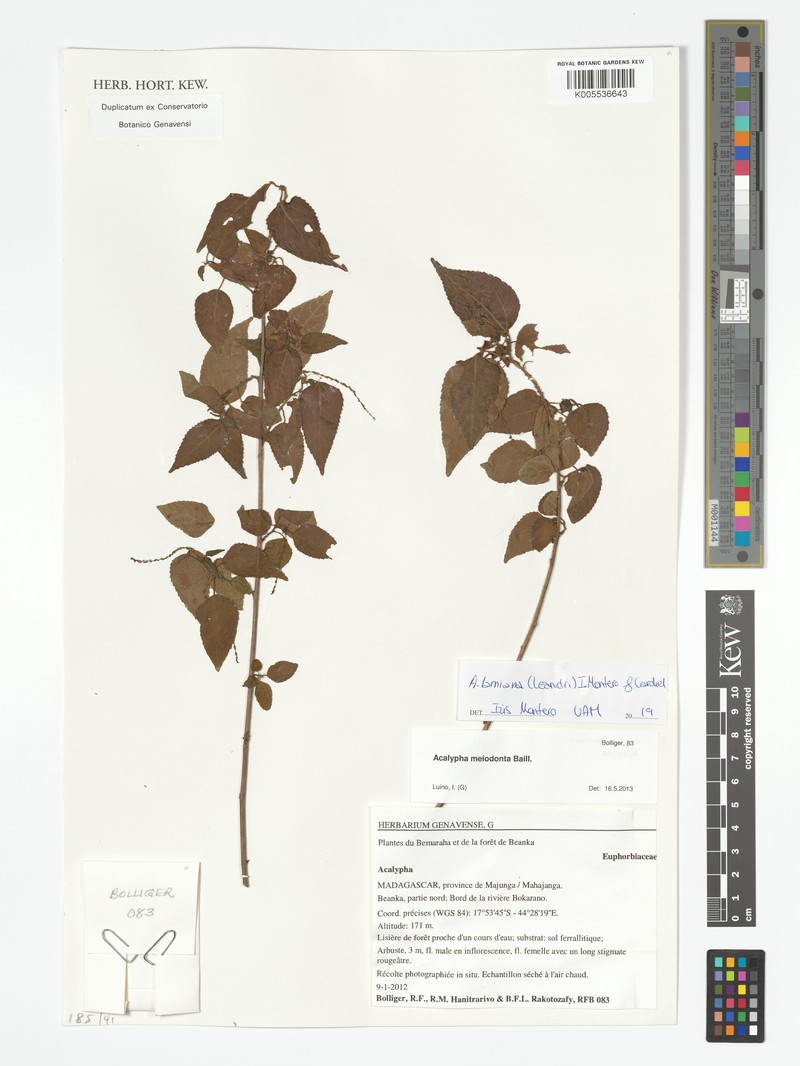 Acalypha lamiana photo 3