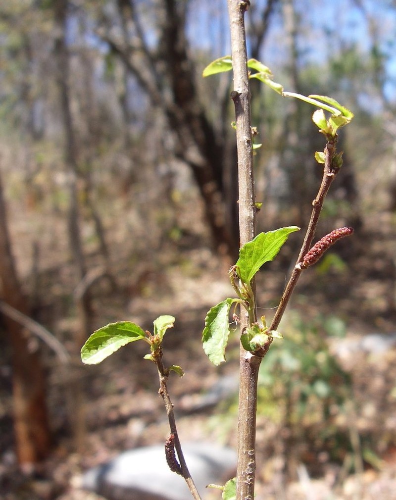 Acalypha lamiana photo 4
