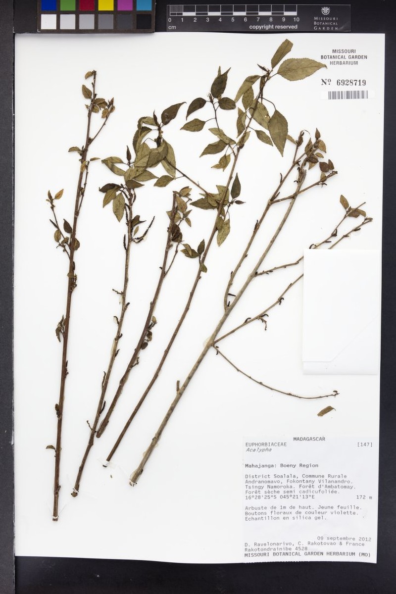Acalypha lamiana photo 5