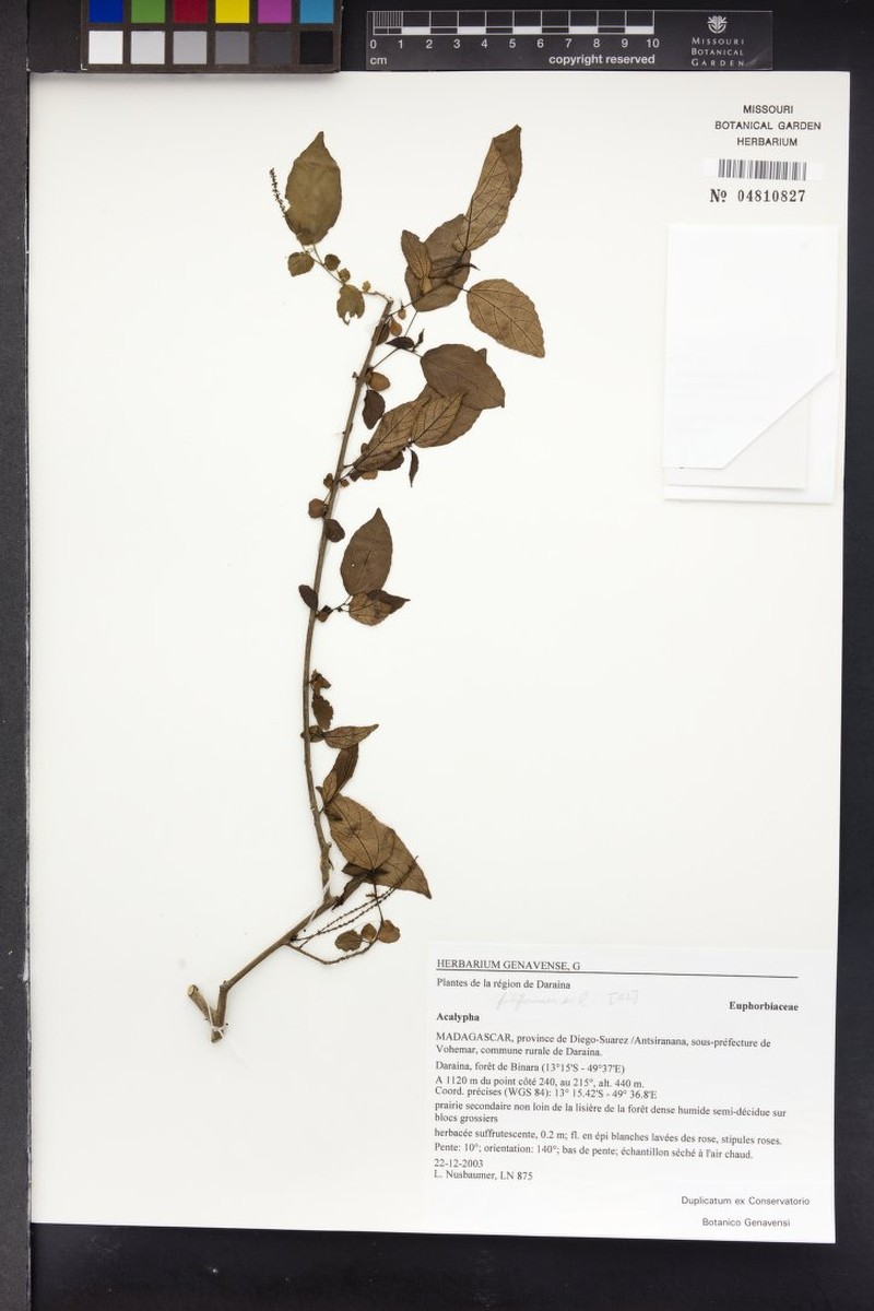 Acalypha lamiana photo 6