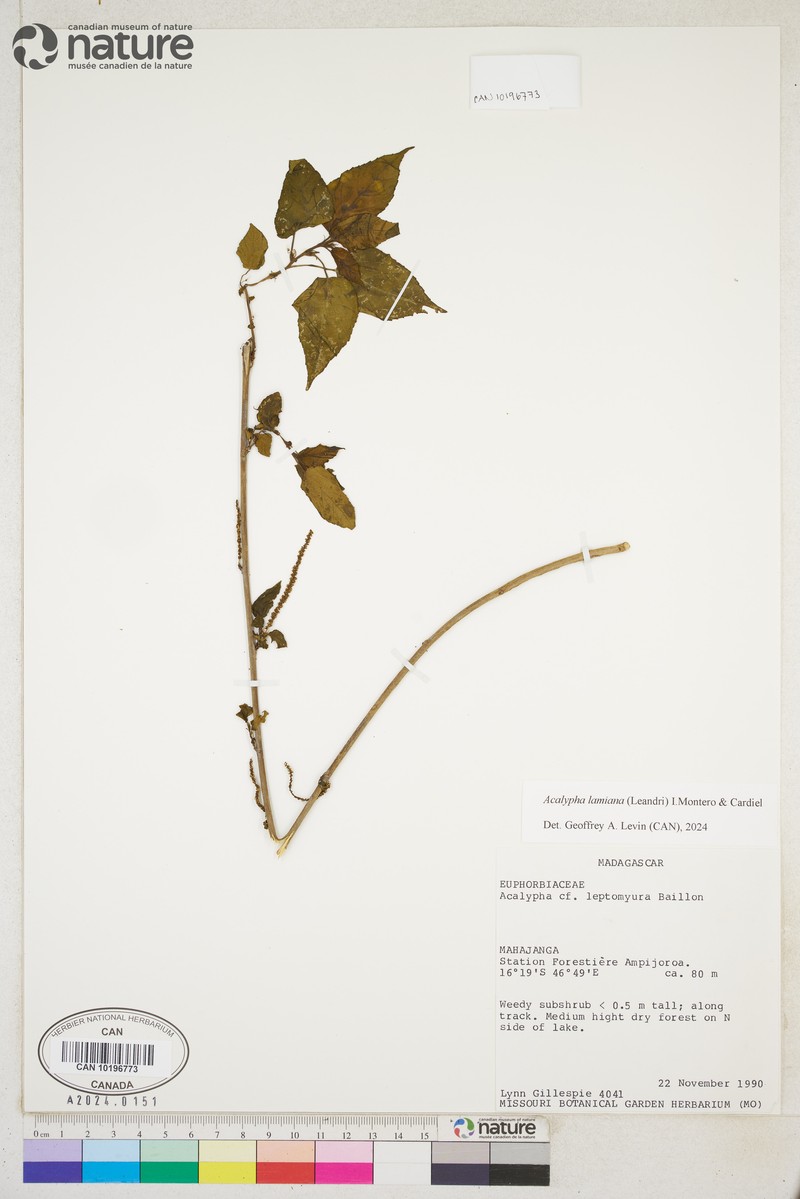 Acalypha lamiana photo 7
