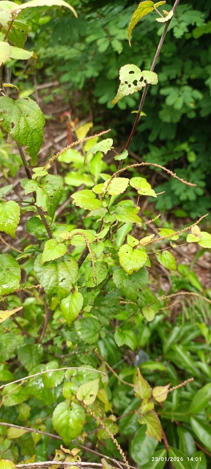 Acalypha lamiana