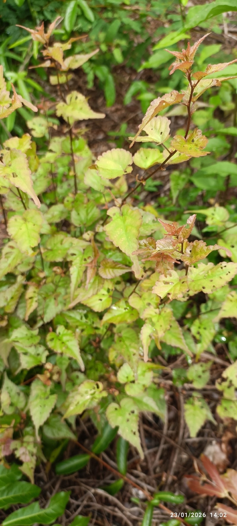 Acalypha lamiana photo 8