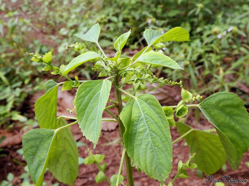 Acalypha lanceolata photo 8