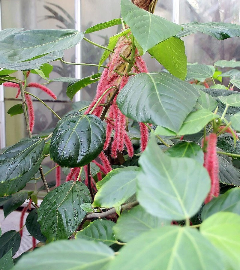 Acalypha lanceolata photo 2