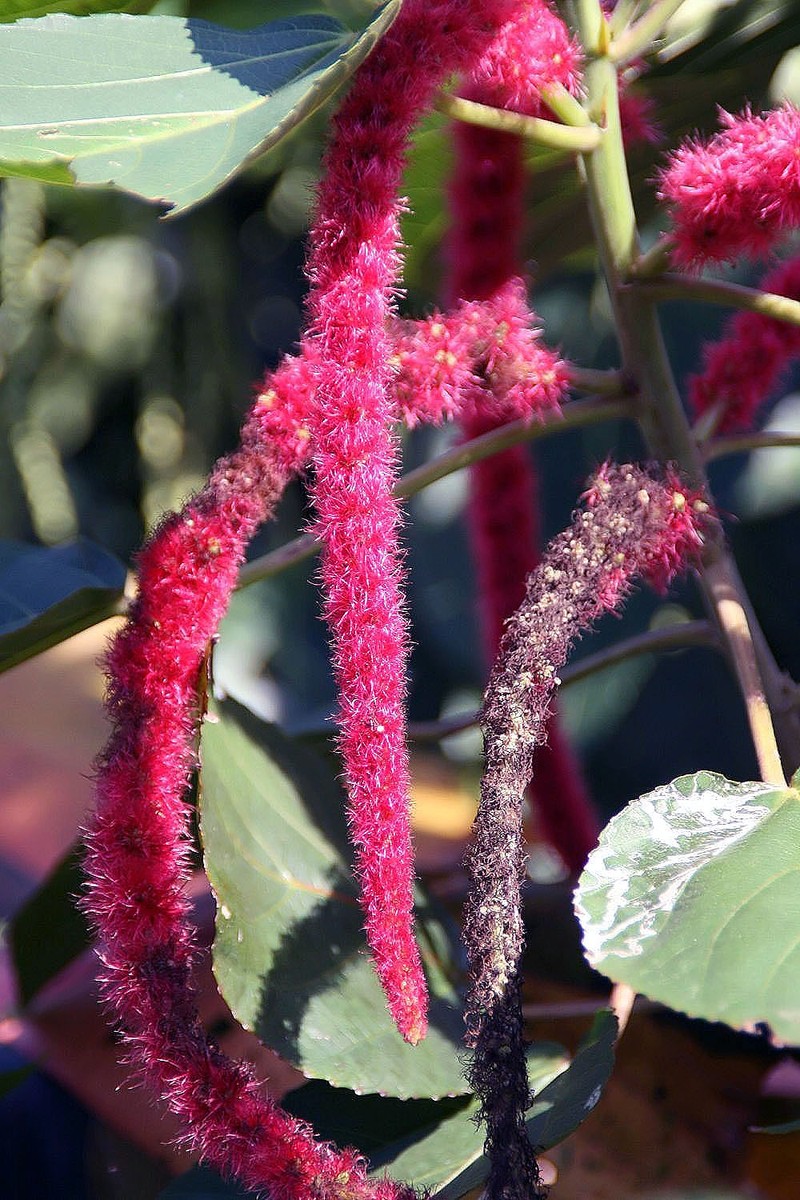 Acalypha lanceolata photo 3