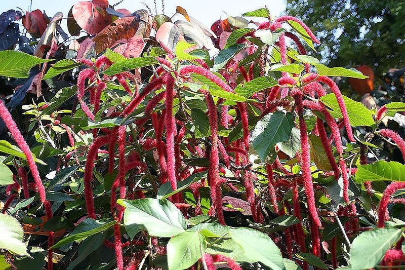 Acalypha lanceolata photo 4