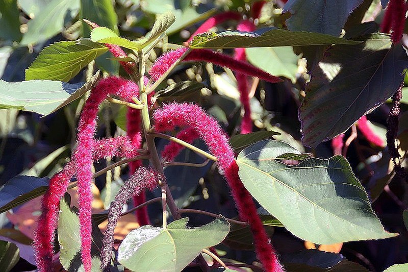 Acalypha lanceolata photo 5
