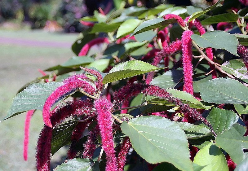 Acalypha lanceolata photo 6