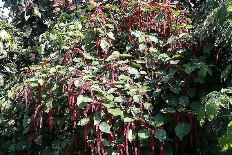 Acalypha lanceolata photo 7