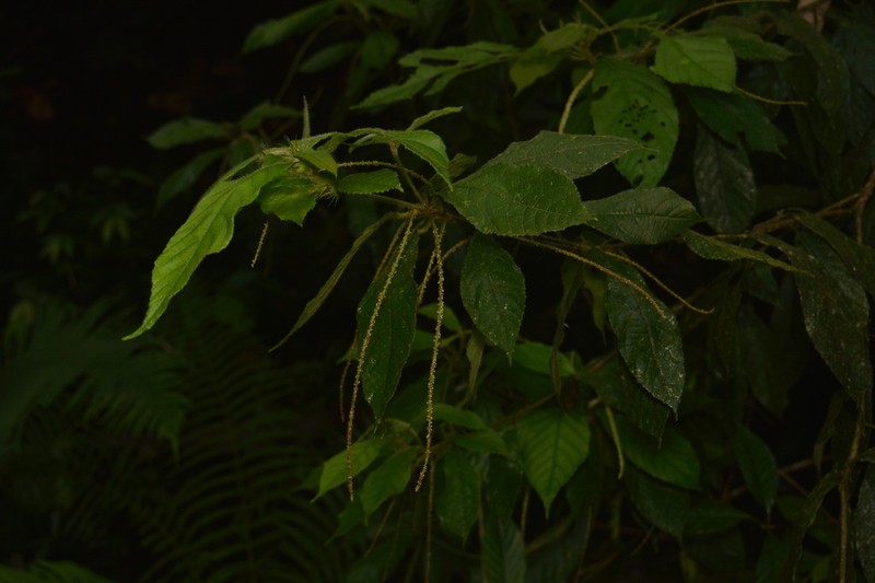 Acalypha lancetillae