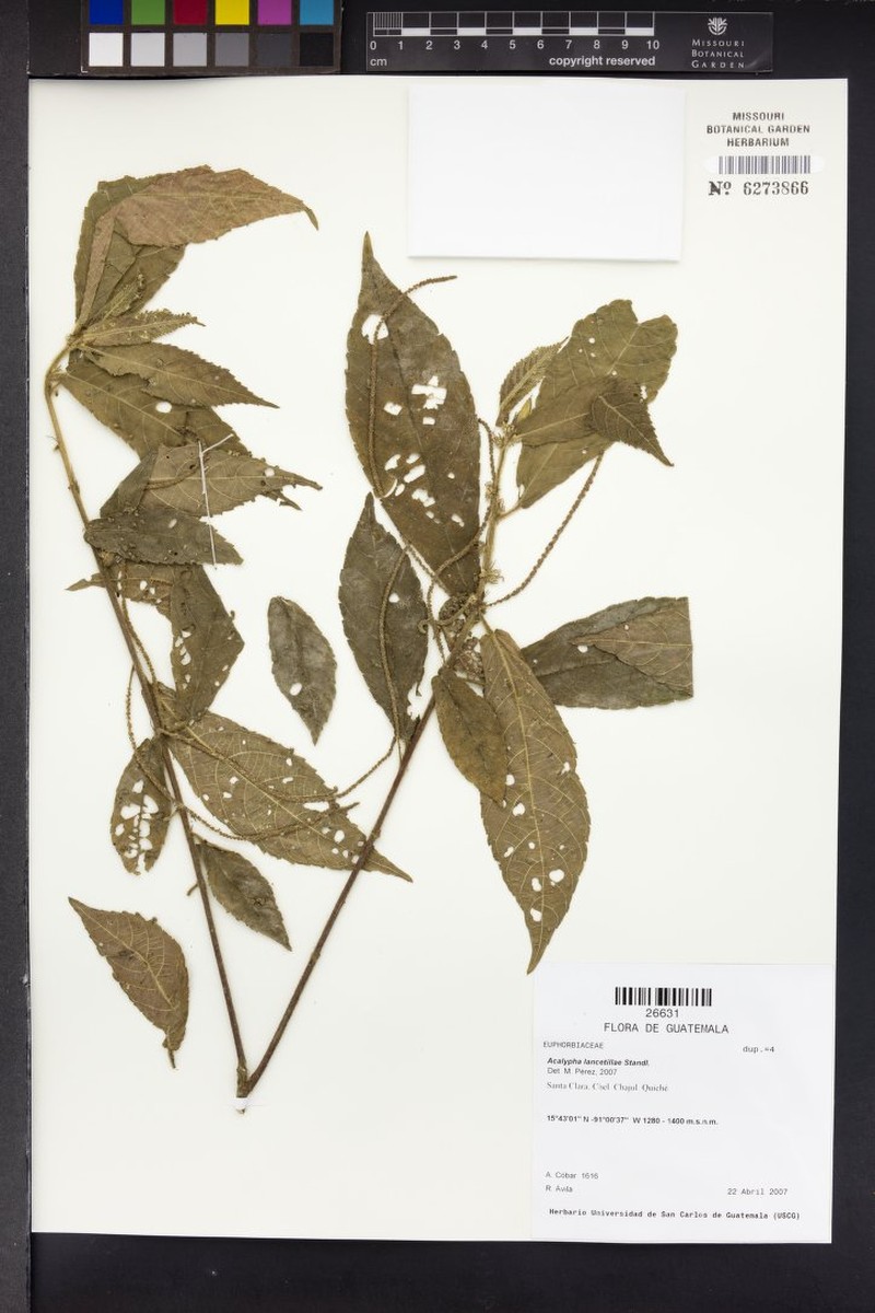 Acalypha lancetillae photo 2