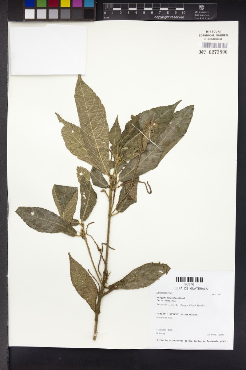 Acalypha lancetillae photo 3