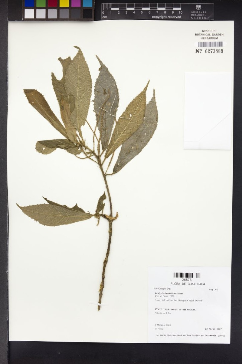 Acalypha lancetillae photo 4