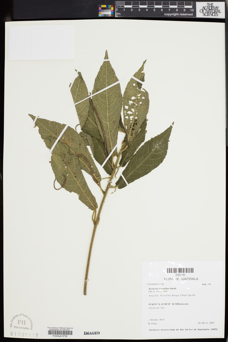 Acalypha lancetillae photo 5