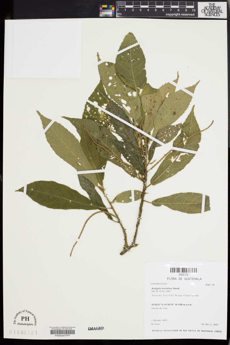Acalypha lancetillae photo 6