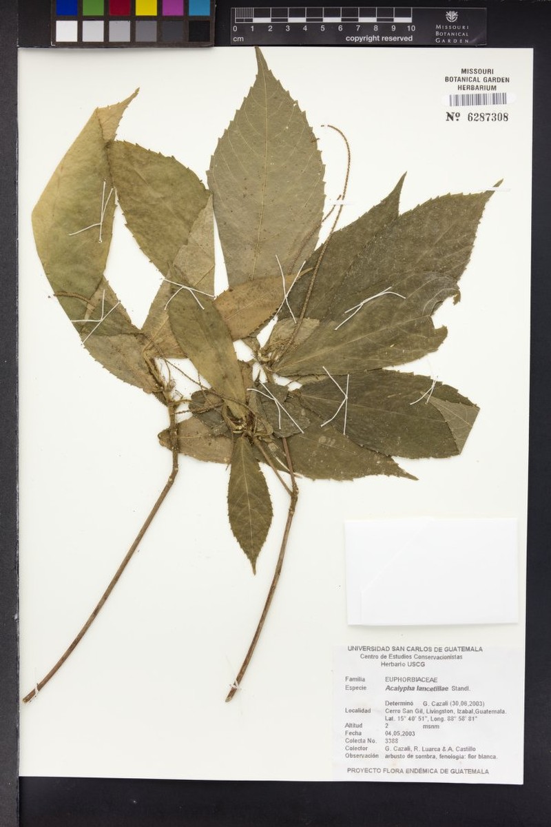 Acalypha lancetillae photo 7