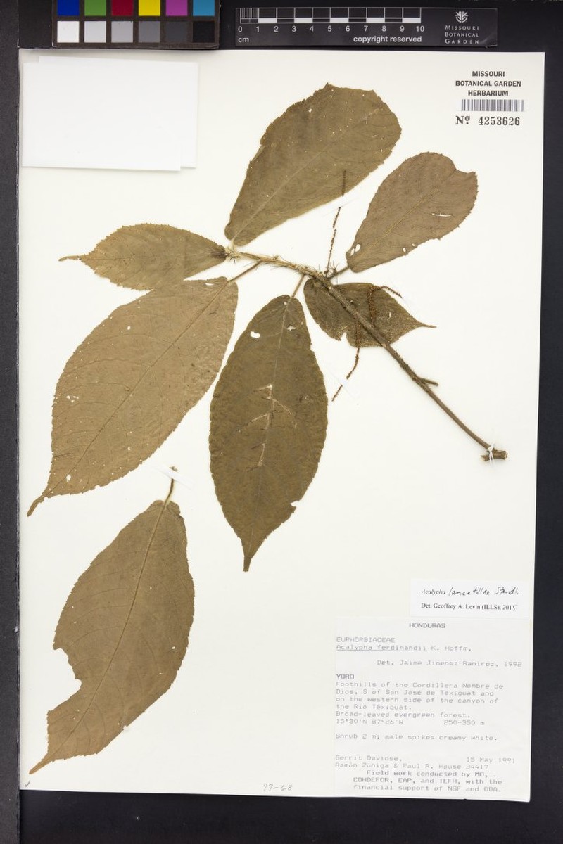Acalypha lancetillae photo 8