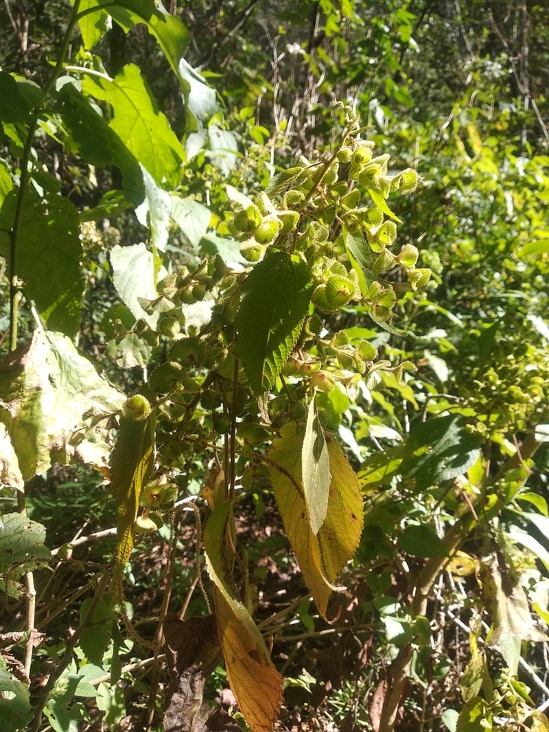 Acalypha langiana photo 2