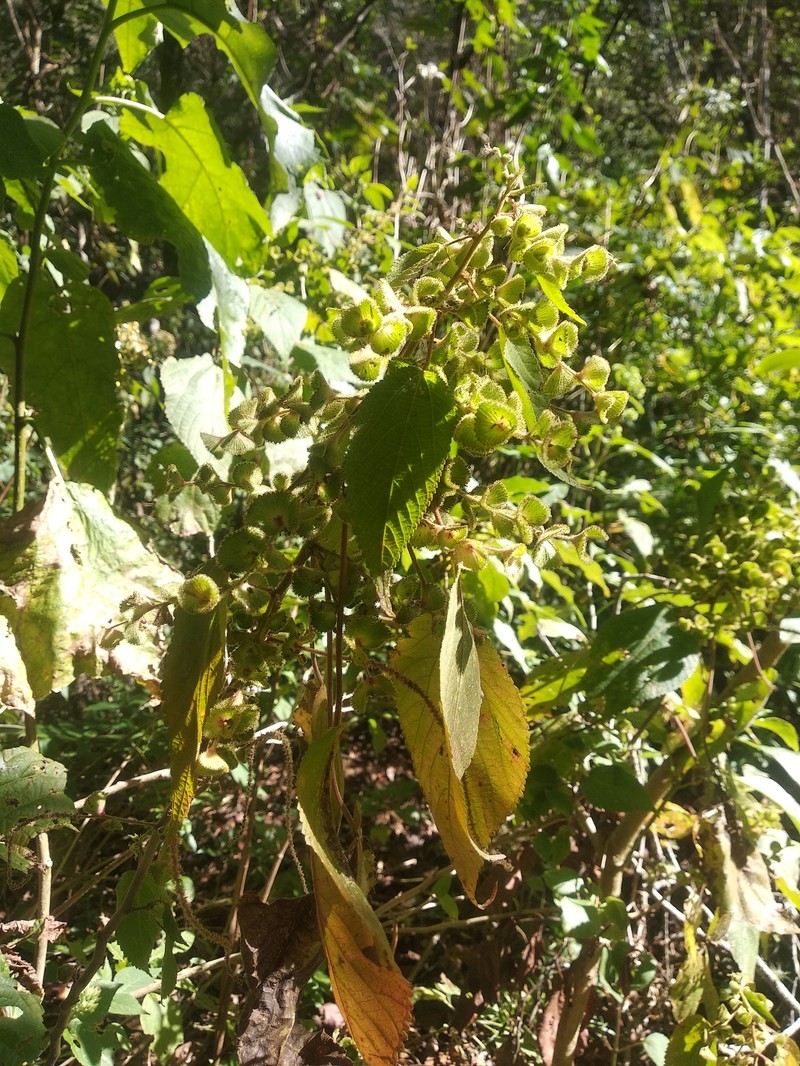 Acalypha langiana photo 3