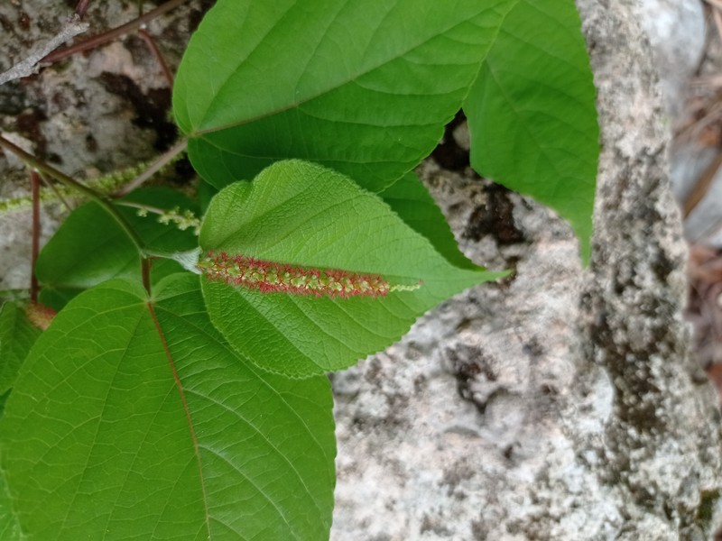 Acalypha langiana photo 4