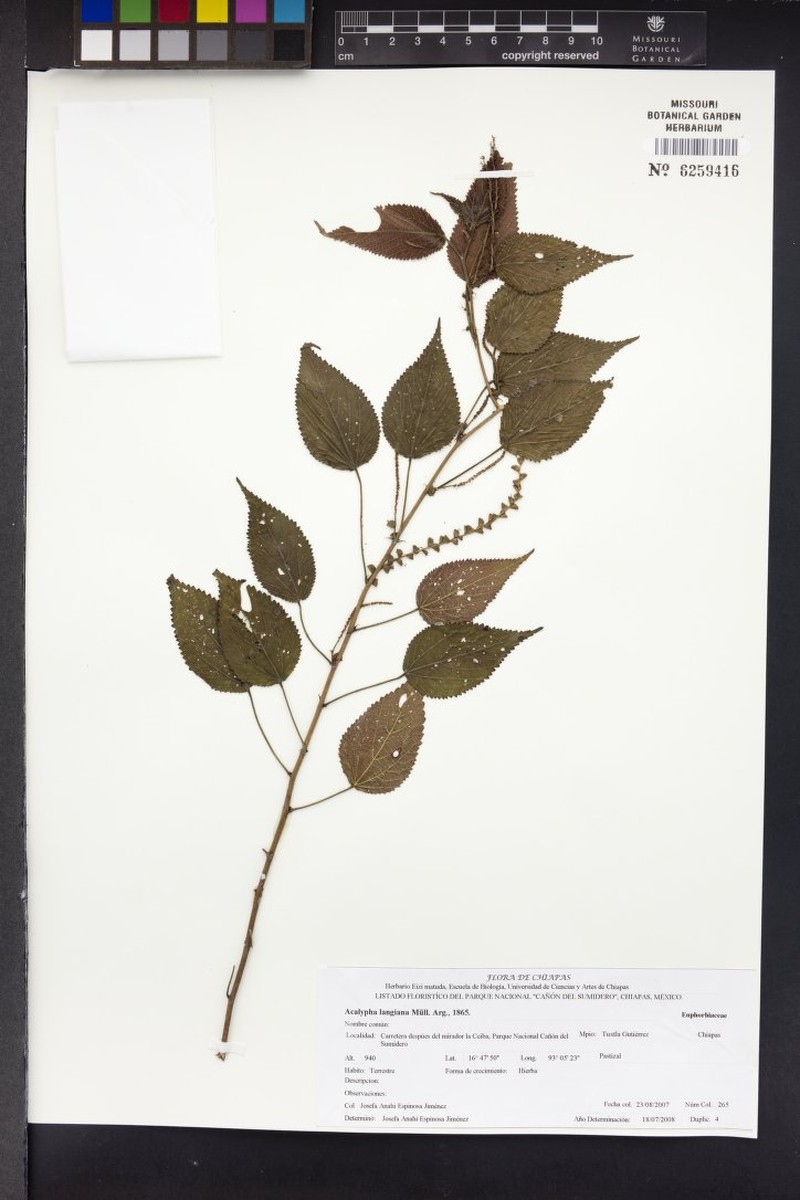 Acalypha langiana photo 5